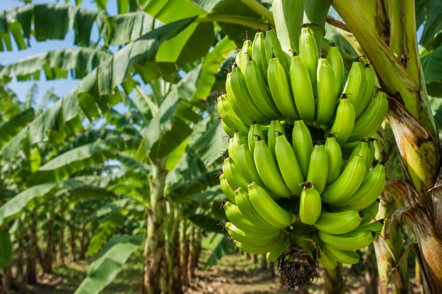 Banana — climacteric fruit suitable for FRESHLONG™ 1-MCP post-harvest treatment