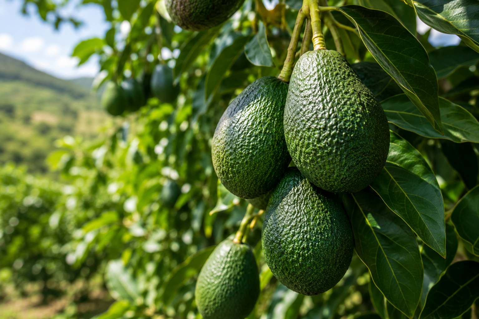 Avocado — climacteric fruit suitable for FRESHLONG™ 1-MCP post-harvest treatment